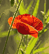 Klatschmohn