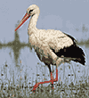Wei�storch